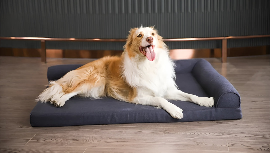 Choosing The Perfect Pet Bed